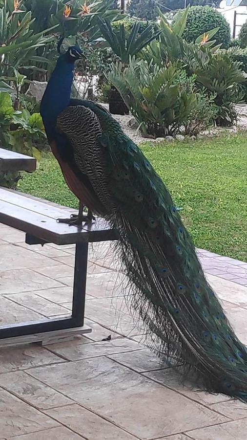 Aggelos Garden View Faliraki Ngoại thất bức ảnh